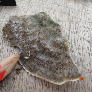 Pavona explanulata