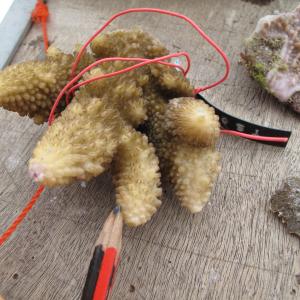 Acropora gemmifera