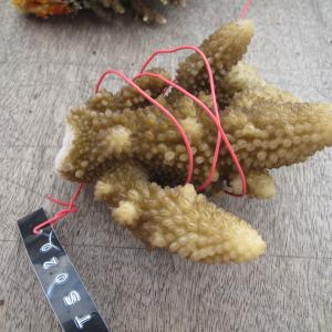 Acropora gemmifera