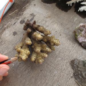Acropora rosaria