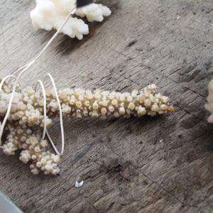 Acropora austera