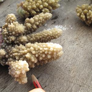 Acropora lutkeni
