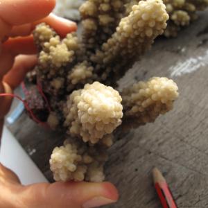 Acropora lutkeni