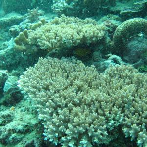 Acropora granulosa