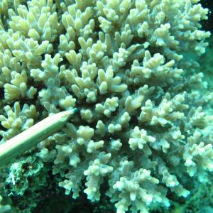 Acropora granulosa