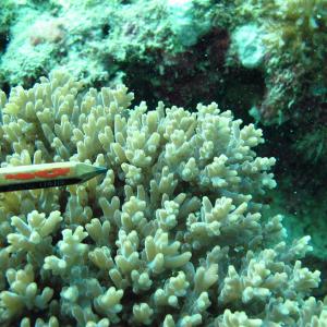 Acropora granulosa