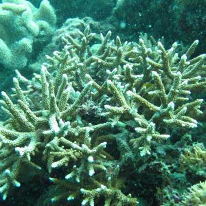 Acropora microphthalma