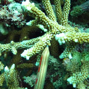 Acropora microphthalma