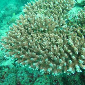 Acropora loripes