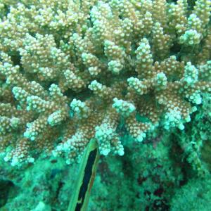 Acropora loripes