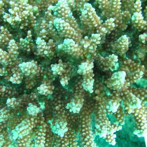 Acropora loripes