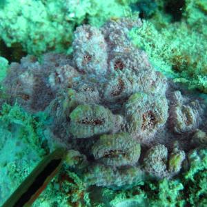 Echinophyllia orpheensis