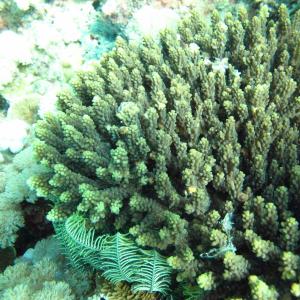 Acropora cerealis