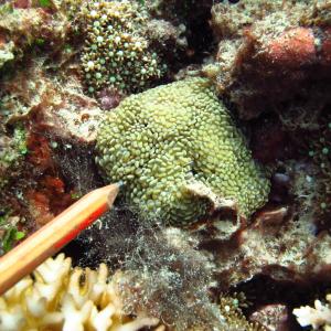 Euphyllia cristata