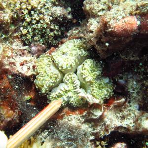 Euphyllia cristata