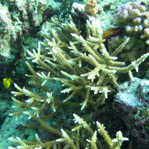Acropora acuminata