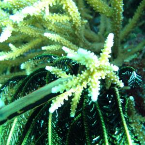 Acropora acuminata