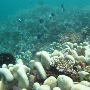 Pavona clavus
