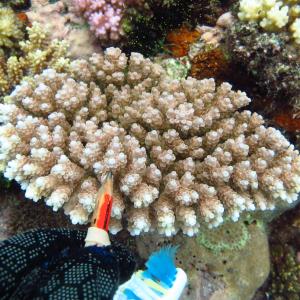 Acropora anthocercis