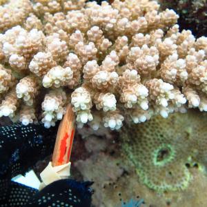Acropora anthocercis