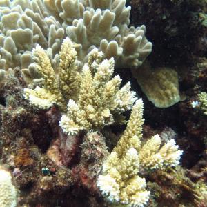 Acropora listeri
