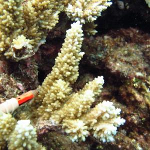 Acropora listeri