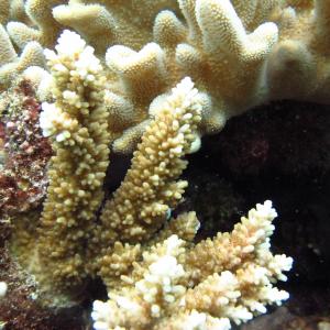 Acropora listeri