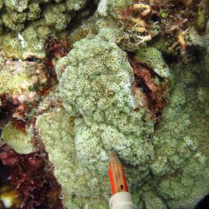 Montipora foveolata