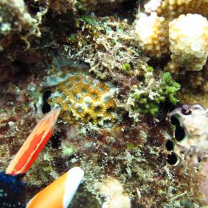 Favites pentagona