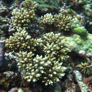 Acropora elseyi