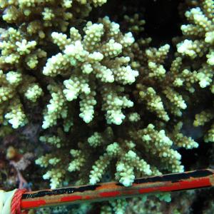 Acropora elseyi