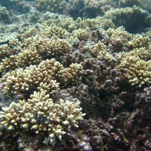 Acropora elseyi
