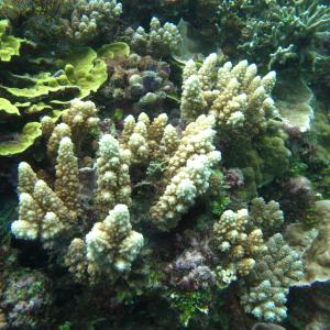 Acropora lutkeni
