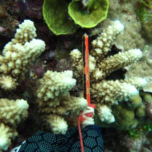Acropora lutkeni
