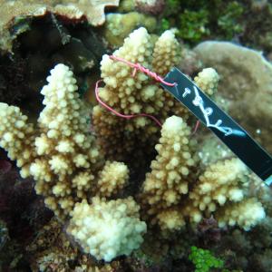 Acropora lutkeni