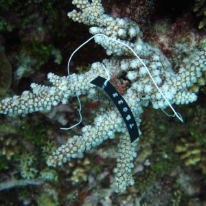 Acropora florida