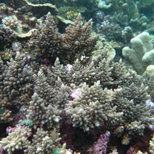 Acropora longicyathus