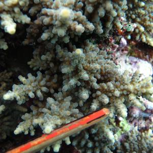 Acropora longicyathus