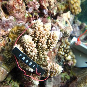 Acropora polystoma