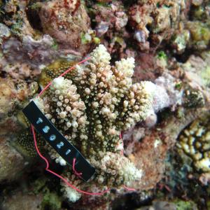 Acropora polystoma