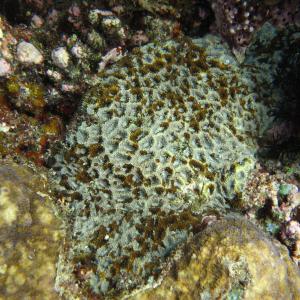 Acanthastrea hemprichii