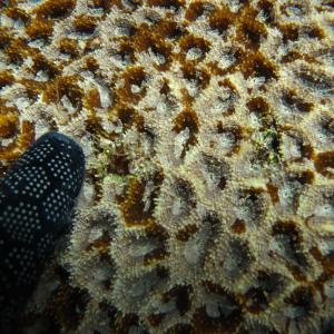 Acanthastrea hemprichii