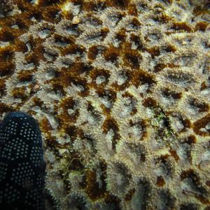 Acanthastrea hemprichii