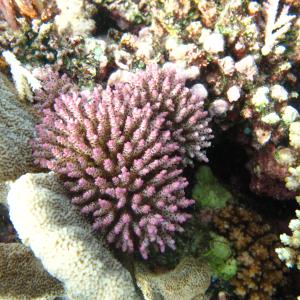 Acropora nana