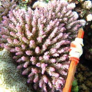 Acropora nana