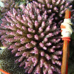 Acropora nana
