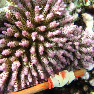 Acropora nana