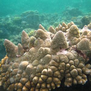 Acropora monticulosa