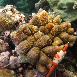 Acropora monticulosa