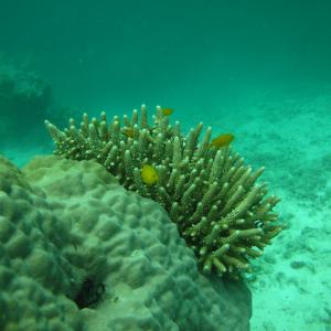 Acropora samoensis